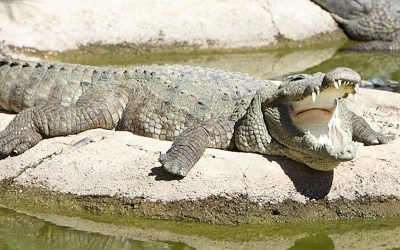 Crocodile Park – Torremolinos