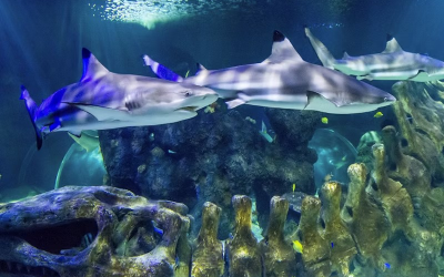 SeaLife – Benalmádena