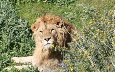 Selwo Avontura – Estepona
