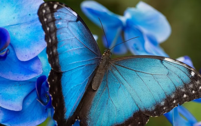 Butterflypark Benalmádena