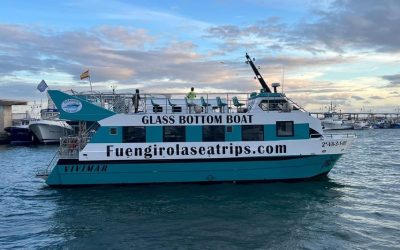 Dolphin Watching – Fuengirola